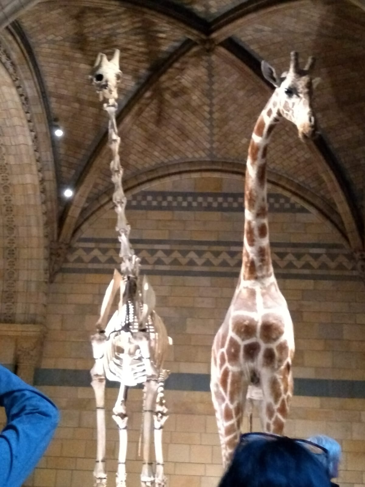 viel zu sehen im national history museum london für kinder